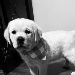 Labrador Retrievers from Mountain Labradors