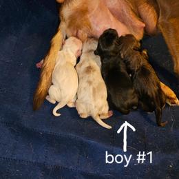 Boy 1 - Black and white male Chihuahua puppy in Meridian, Oklahoma from Crazy Love Kennels