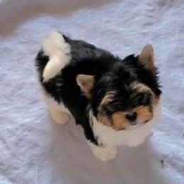 Girl 1 - Biewer Terrier puppy in Chesapeake, Virginia from Bellissima Biewers & Yorkies