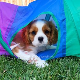 Cavalier King Charles Spaniel Puppies from Ikkes Cavaliers