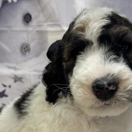 Bernedoodles, Poodles, and Sheepadoodles from TLC by the Lake Standard Poodle and Doodles