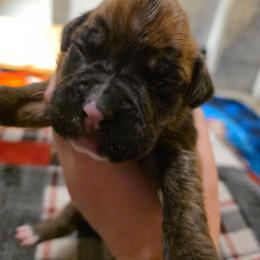 Girl 3 - Brindle female Boxer puppy in Caspian, Michigan from Andrus Family Boxers