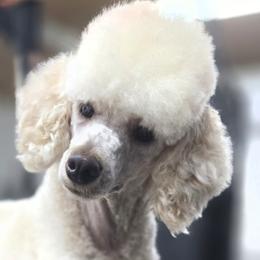 Poodle puppies from Little Apple Standard Poodles