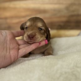 Honey - Chocolate and cream female Dachshund puppy in Newport, Tennessee from Justice Doxies