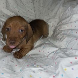 Dachshund Puppies from Spunky Sausage Pups