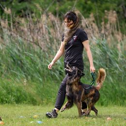 Belgian Tervuren All Grown Up from Golden Wind