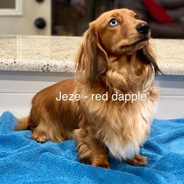 Jeze - Dachshund