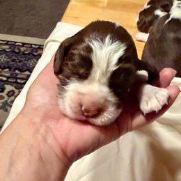 Boy 1- dark blue - Liver and white male English Springer Spaniel puppy in Wells, Vermont from Everyday Sunshine Springers