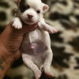 Kevin - Chocolate and white male Chihuahua puppy in Amity, Pennsylvania from Baxters Chihuahuas