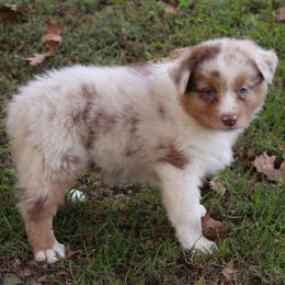 Kim - Red merle female Australian Shepherd puppy in Kansas, Oklahoma from Windy G Farm