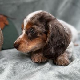 Larry - Piebald male Dachshund puppy in Trinity, Texas from Signature Sloan - Long Hair Dachshunds