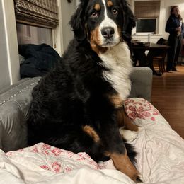 Bernese Mountain Dog and Pembroke Welsh Corgi All Grown Up from Concerto Corgis