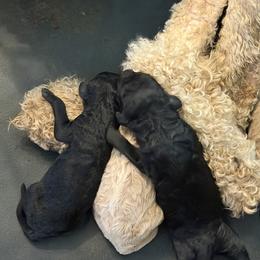 Goldendoodle Puppies from McCaslin's Doddles