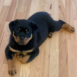 Rottweiler Puppies from Gottlïchen Rottweilers