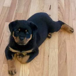 Rottweiler Puppies from Gottlïchen Rottweilers
