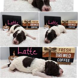 Latte - Parti female Goldendoodle puppy in Summerville, South Carolina from Channys Doodles