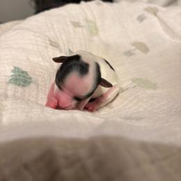 Gavin - Parti male Yorkshire Terrier puppy in Brandenburg, Kentucky from Lil Amazing Paws Yorkshire Terriers