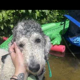 Poodle All Grown Up from Mazie's Standard Poodles