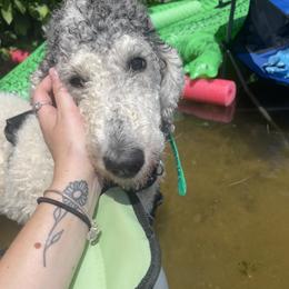 Poodle All Grown Up from Mazie's Standard Poodles