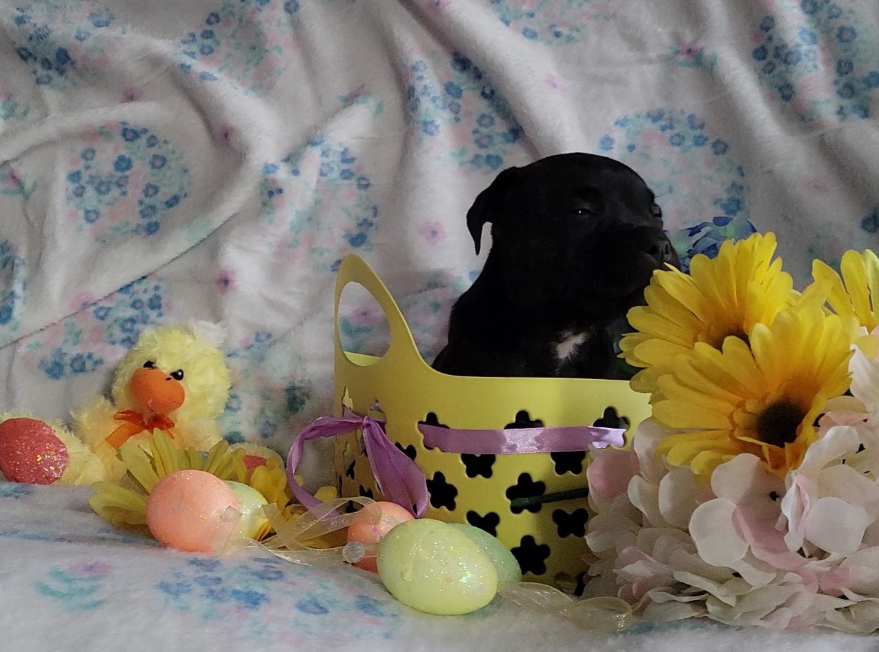 Staffordshire Bull Terrier Puppies from Lone Star Staffs
