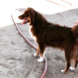 Ruby - Australian Shepherd