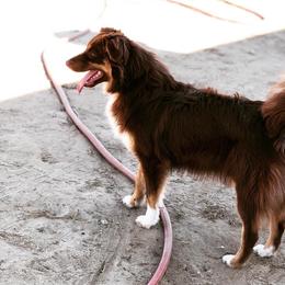 Ruby - Australian Shepherd