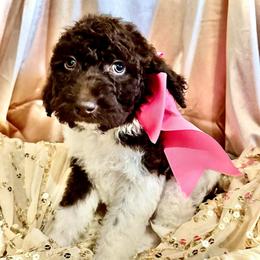 Vixen - Parti female Labradoodle puppy in Candler, North Carolina from Maple Bakin’ Doodles