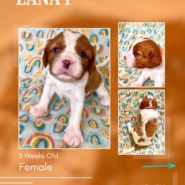 Lana'i - Blenheim female Cavalier King Charles Spaniel puppy in Kapaa, Hawaii from Hanai Cavaliers