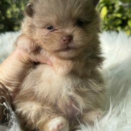 Han Solo - Chocolate and tan male Pomeranian puppy in Sandia, Texas from Broken Arrow Poms