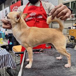 Kilate - Chihuahua