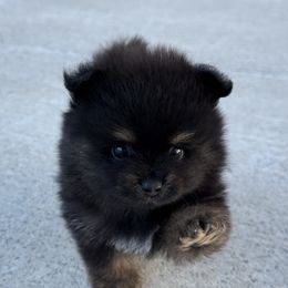 Boy 2 - Black and tan male Pomeranian puppy in California from Pawsh Poms
