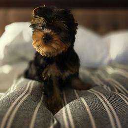 Opie - Black and tan male Yorkshire Terrier puppy in Grand Terrace, California from CLC SOUTHERN YORKIES