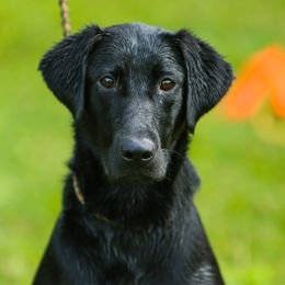 Delta - Labrador Retriever