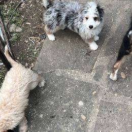 Aussiedoodle Puppies from Hearth&Hound Doodles