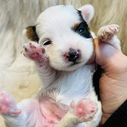 Yorkshire Terriers from Baby Doll Face Yorkies
