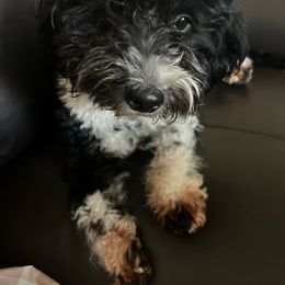 Marsha - Aussiedoodle