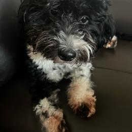 Marsha - Aussiedoodle