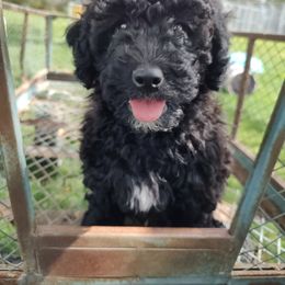 Assorted Doodle Crosses, Aussiedoodle, Cockapoo, and Poodle Puppies from Lucky Pup Meadows