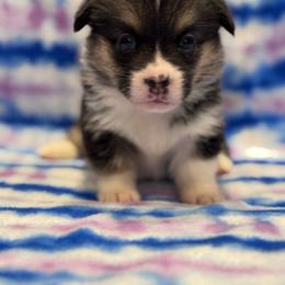 Female 2 - Black and tan female Pembroke Welsh Corgi puppy in Stephenville, Texas from Rising JM Pembrokes