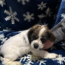 Elaine - Sable and white female Cocker Spaniel puppy in Bliss, New York from AK Another Shot Kennel