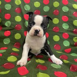 Zach - Black brindle and white male Boston Terrier puppy in Fillmore, Illinois from Wind Hill Puppies
