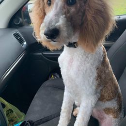 Buttons - Goldendoodle