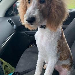Buttons - Goldendoodle