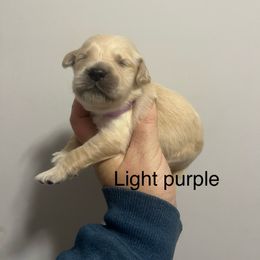 Light purple female - Golden female Golden Retriever puppy in Jesup, Georgia from Painted Platinum Retrievers (Painted Platinum Kennel) PPK