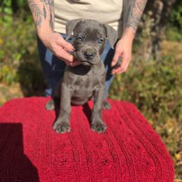 Female 6 - Gray female Cane Corso puppy in Mason City, Illinois from Red Wood Cane Corso