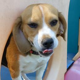 Panda Bear - Beagle