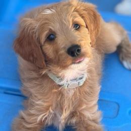Happy - Red  male Goldendoodle puppy in Stockton, California from Port City Doodles