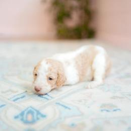 Bayou - Parti male Goldendoodle puppy in Inman, South Carolina from Dark Corner Doodles