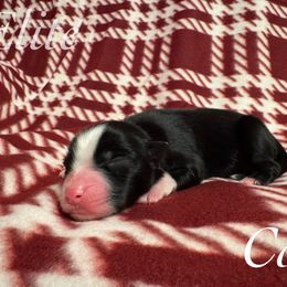 Coal - Black & white male Miniature Australian Shepherd puppy in Corpus Christi, Texas from Elite Miniature Australian Shepherds