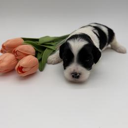 Indie - Black and chalk female Australian Labradoodle puppy in Denton, Texas from Dignity Labradoodles